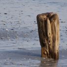 Wood Impressions at the Ocean