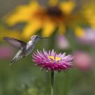 Hummingbird in the Garden