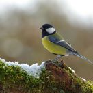 Parus major