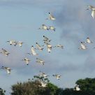 Ibis Air Show
