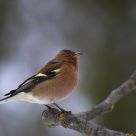 Chaffinch
