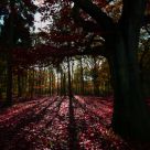 Red Forest