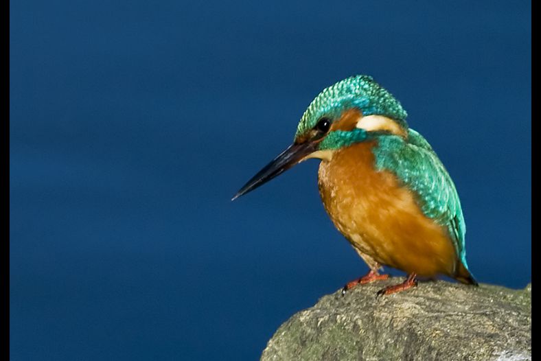 Waiting for fish