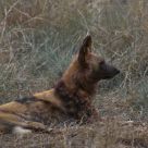 Wild African Dog