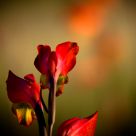 Twilight gladioli