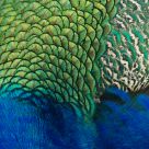 Feathers
