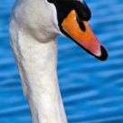 Swan