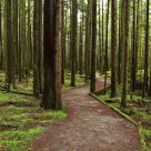 Wooded Path