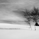 Trees on the snow