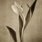 White Tulip