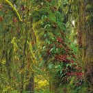 Symbiosis, Quinault Rainforest in Autumn