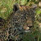 Mother Leopard