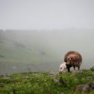 Lamb and Ewe