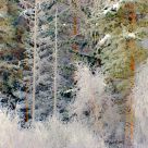 Frosted trees
