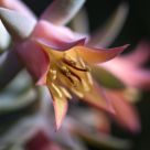 Stamen