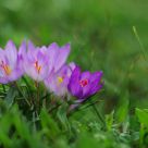 Autumn crocus