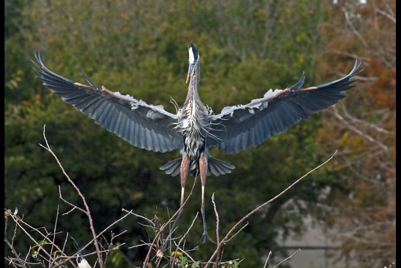 Flaps Down 2