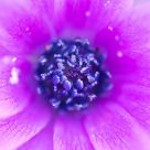 Anemone hortensis
