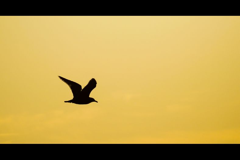 The Long Journey