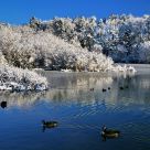 Winter Geese