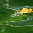 Leaf in the water
