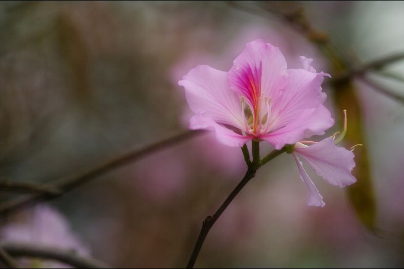 Flower in spring