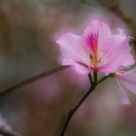 Flower in spring