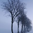 Ghostly winter trees