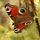 Inachis io