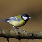 Great Tit