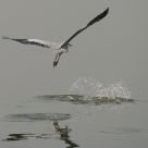 Bird fly away