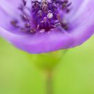 Anemone hortensis