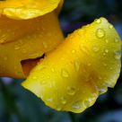 Piove sul giallo
