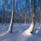 Snow Jungle