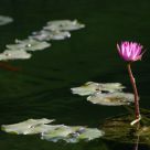 Flower under light