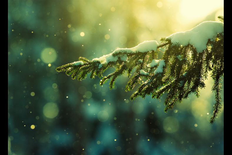 Pine Needles In The Snowfall