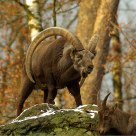 Alpine ibex