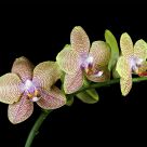 Orchide