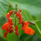 Incoming
