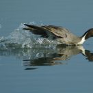 Duck just taking off