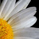 Flower Geometry