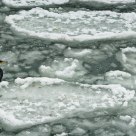 Surfing cormorant
