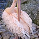 Pink pelican