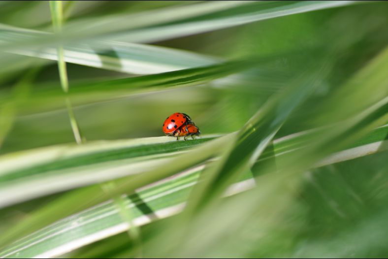 Ladybug Love