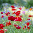 Poppy Garden