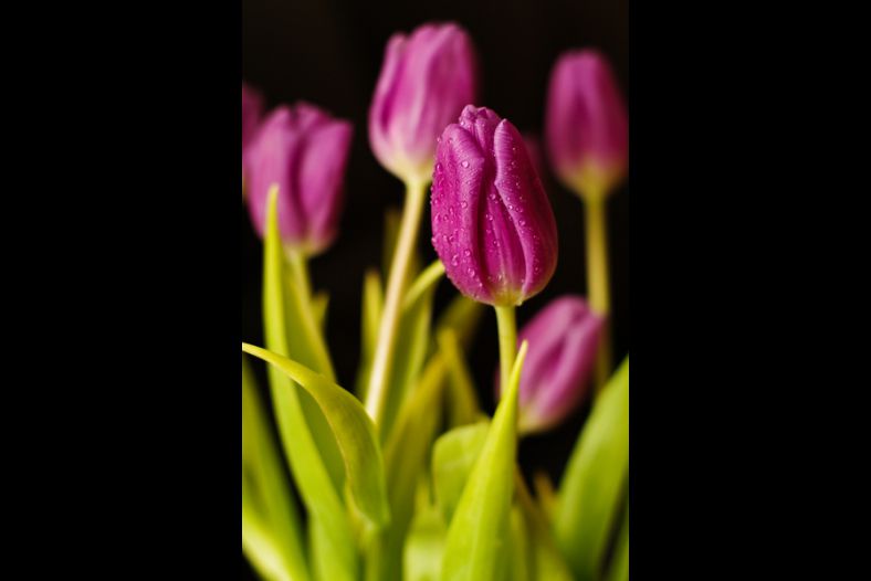 Tulips
