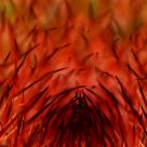 Prickly