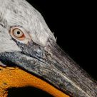 PelÃ¯cano