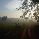 Kanha Dawn