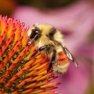Bee on Echinacea